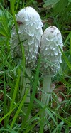 kuscheln